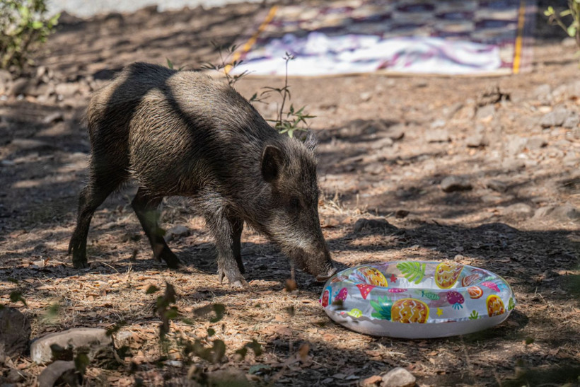 Domuzların plaj keyfi - Resim: 4