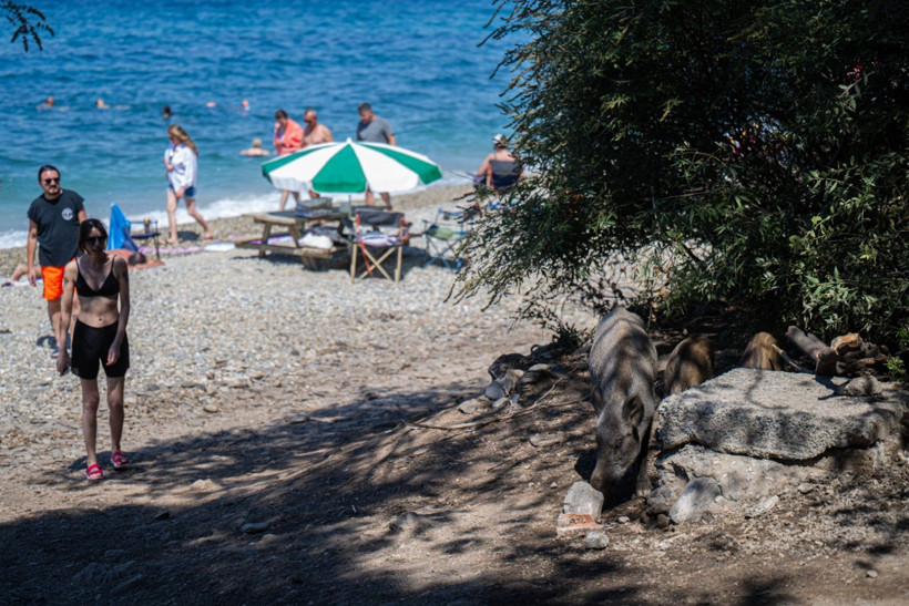 Domuzların plaj keyfi - Resim: 5