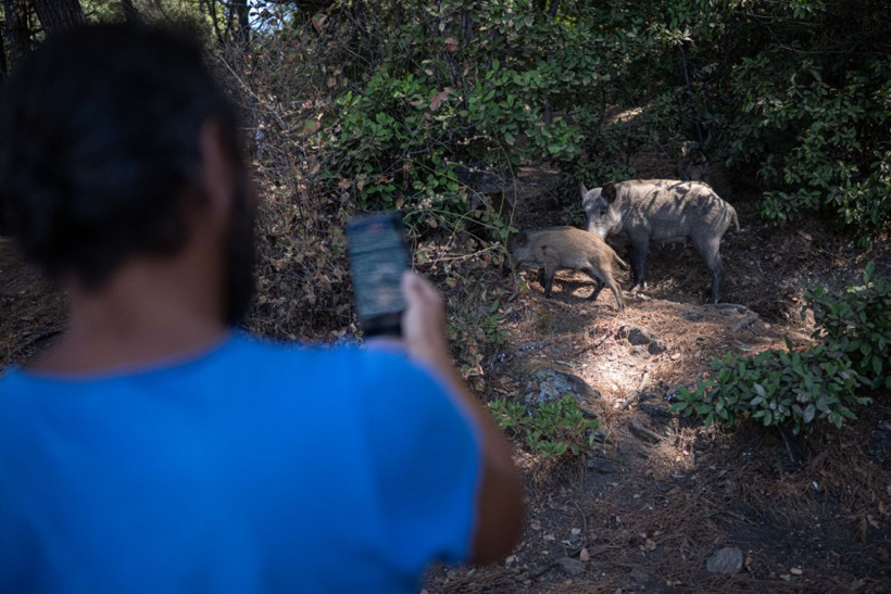 Domuzların plaj keyfi - Resim: 7