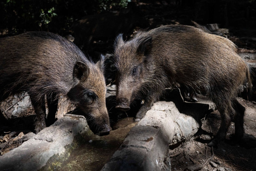 Domuzların plaj keyfi - Resim: 9