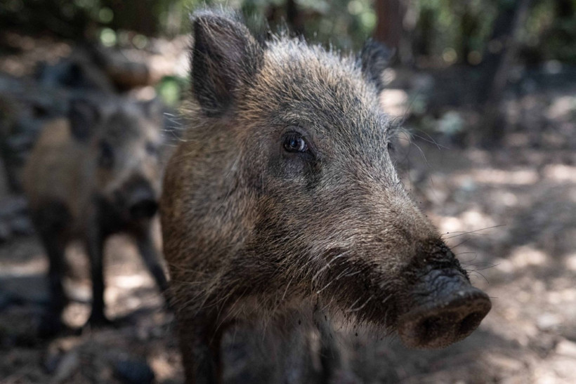 Domuzların plaj keyfi - Resim: 10