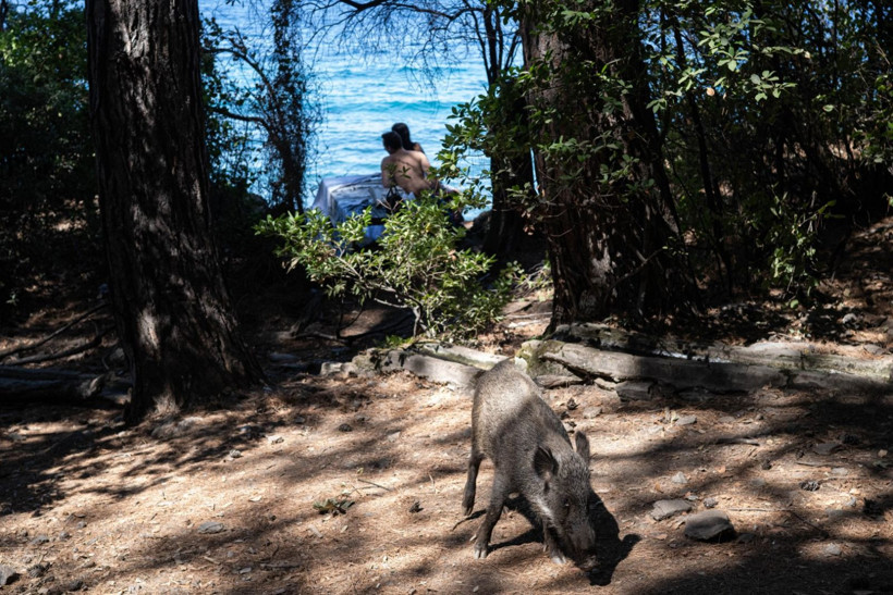 Domuzların plaj keyfi - Resim: 11