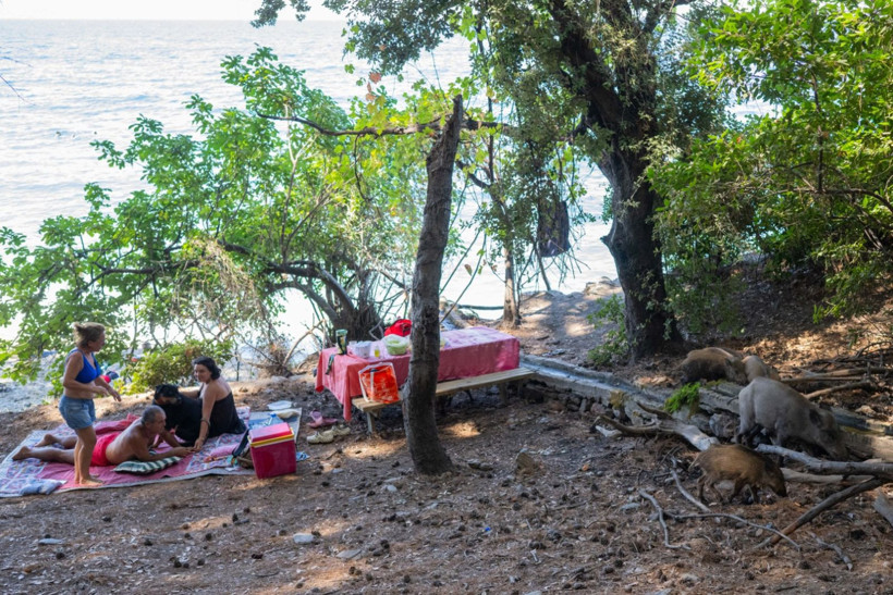 Domuzların plaj keyfi - Resim: 12