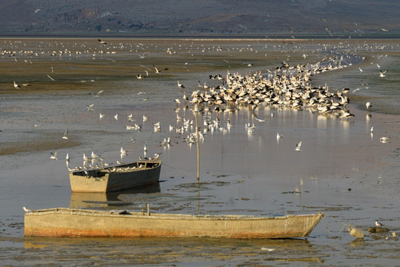 Kuraklığa rağmen beyaz leyleklerin uğrak yeri: Çavuşçu Gölü - Resim: 2