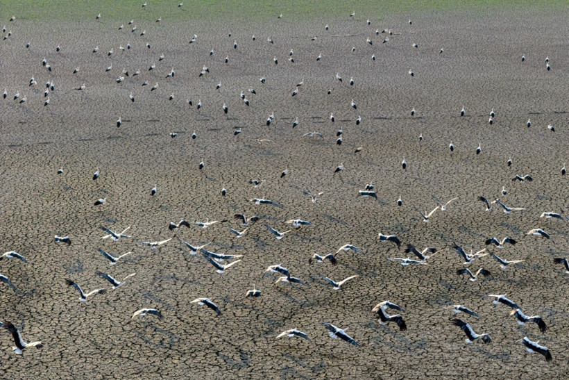 Kuraklığa rağmen beyaz leyleklerin uğrak yeri: Çavuşçu Gölü - Resim: 4