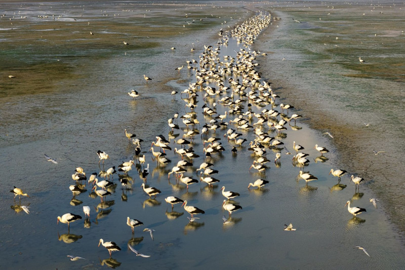 Kuraklığa rağmen beyaz leyleklerin uğrak yeri: Çavuşçu Gölü - Resim: 7