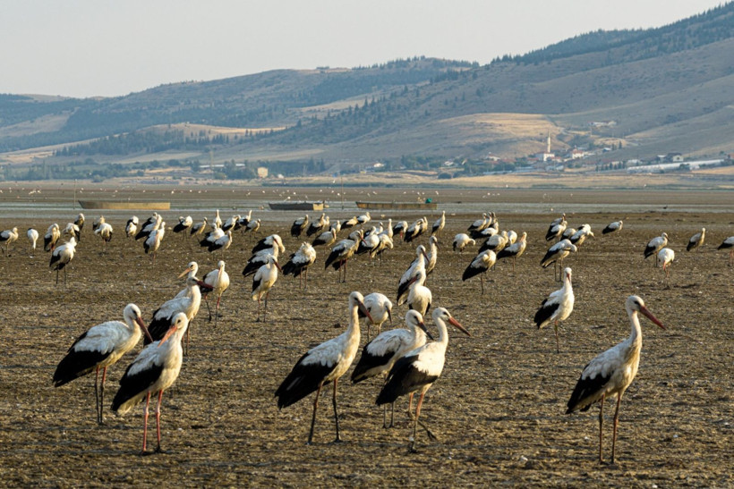 Kuraklığa rağmen beyaz leyleklerin uğrak yeri: Çavuşçu Gölü - Resim: 8