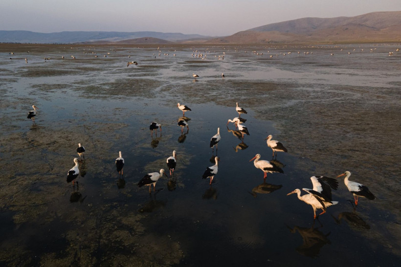 Kuraklığa rağmen beyaz leyleklerin uğrak yeri: Çavuşçu Gölü - Resim: 9