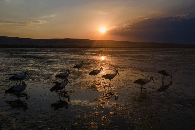 Kuraklığa rağmen beyaz leyleklerin uğrak yeri: Çavuşçu Gölü - Resim: 10