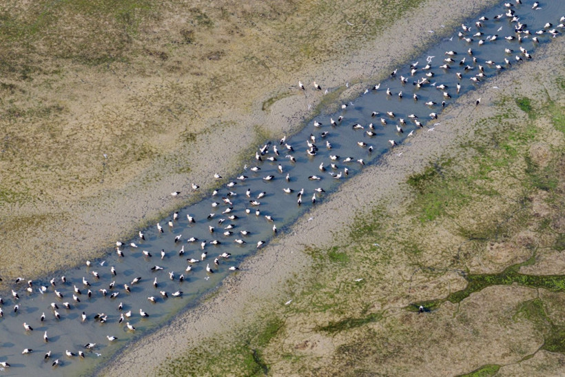Kuraklığa rağmen beyaz leyleklerin uğrak yeri: Çavuşçu Gölü - Resim: 11