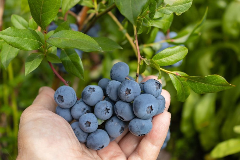 Uzmanlar anlattı: Meyve ve sebzeleri nasıl saklamanız gerekiyor? - Resim: 10
