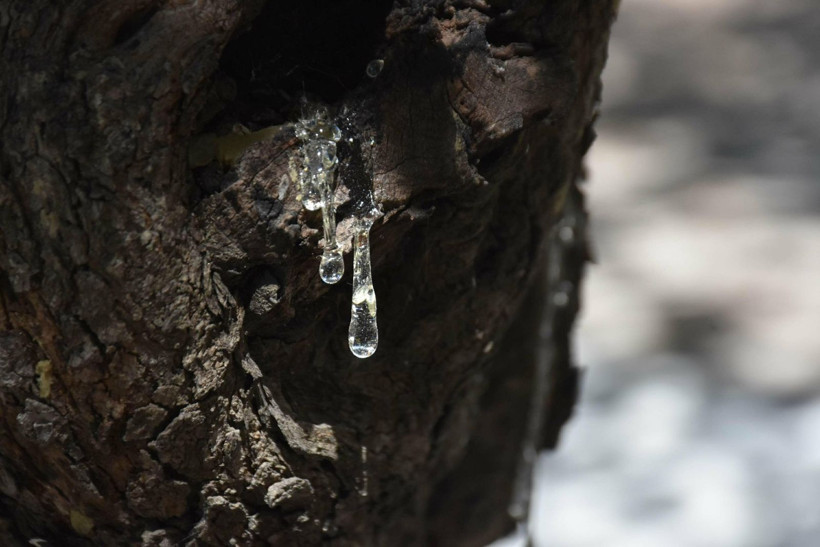 Sakız hasadı başladı: Kadınlar ağaç dibinden topluyor - Resim: 1