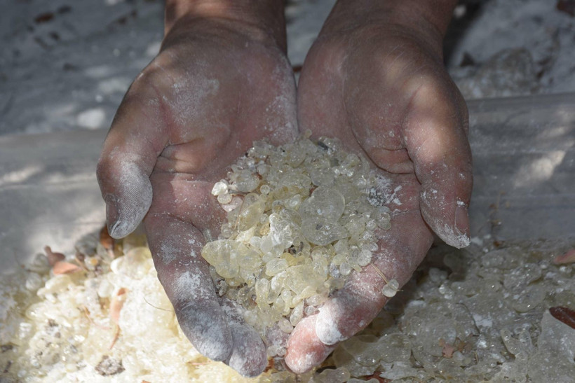 Sakız hasadı başladı: Kadınlar ağaç dibinden topluyor - Resim: 2