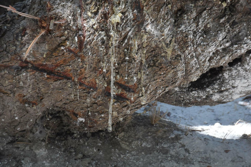 Sakız hasadı başladı: Kadınlar ağaç dibinden topluyor - Resim: 3