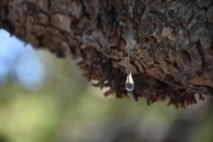 Sakız hasadı başladı: Kadınlar ağaç dibinden topluyor - Resim: 4