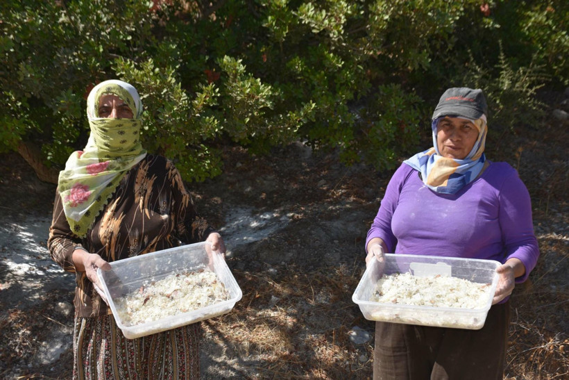 Sakız hasadı başladı: Kadınlar ağaç dibinden topluyor - Resim: 5