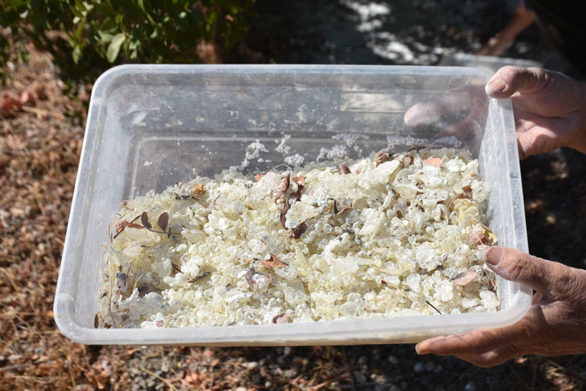 Sakız hasadı başladı: Kadınlar ağaç dibinden topluyor - Resim: 6