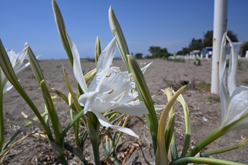 Doğayı korumayan yandı: Bu çiçeği koparmanın cezası cep yakıyor - Resim : 2