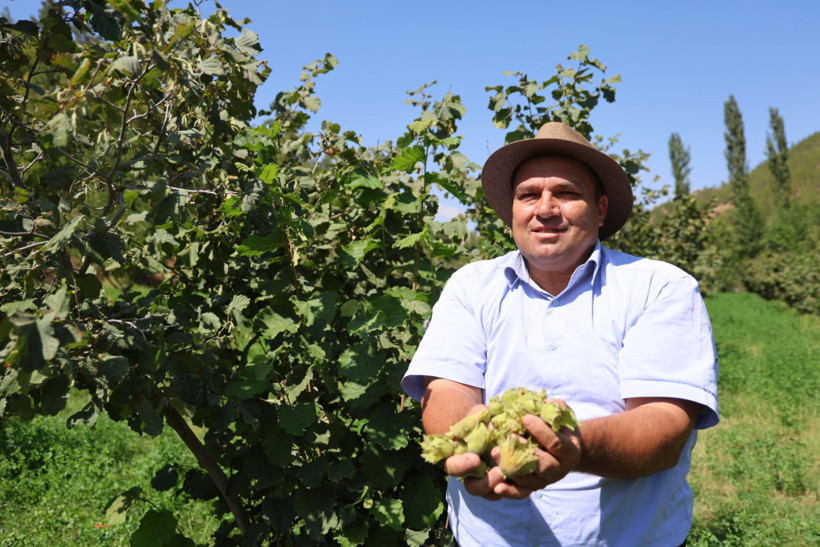 Karadeniz değil Adana: Torosların eteğinde fındık hasadı - Resim : 3