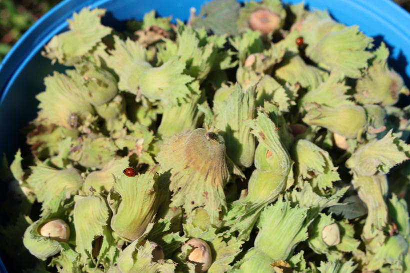 Karadeniz değil Adana: Torosların eteğinde fındık hasadı - Resim : 1