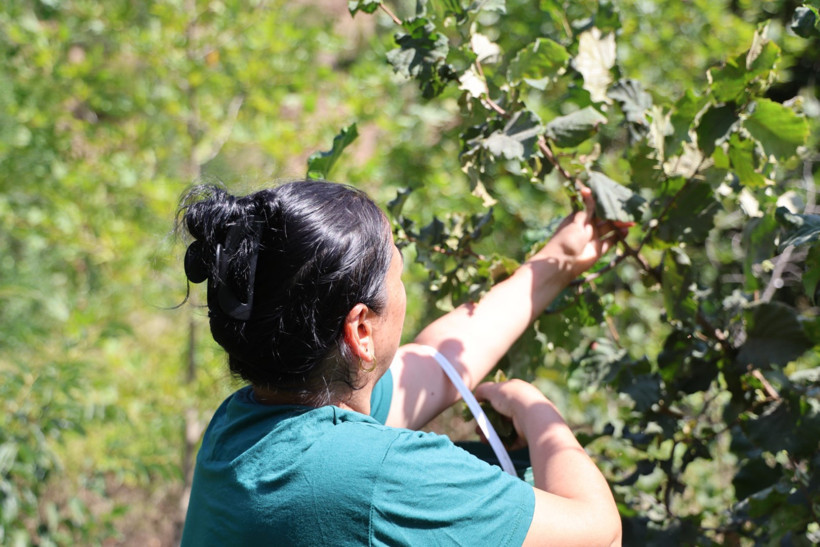 Karadeniz değil Adana: Torosların eteğinde fındık hasadı - Resim : 4