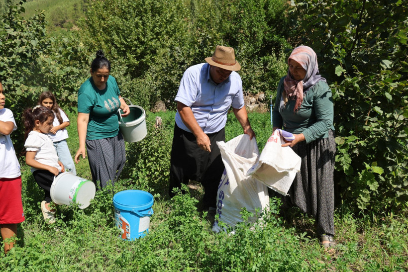 Karadeniz değil Adana: Torosların eteğinde fındık hasadı - Resim : 2