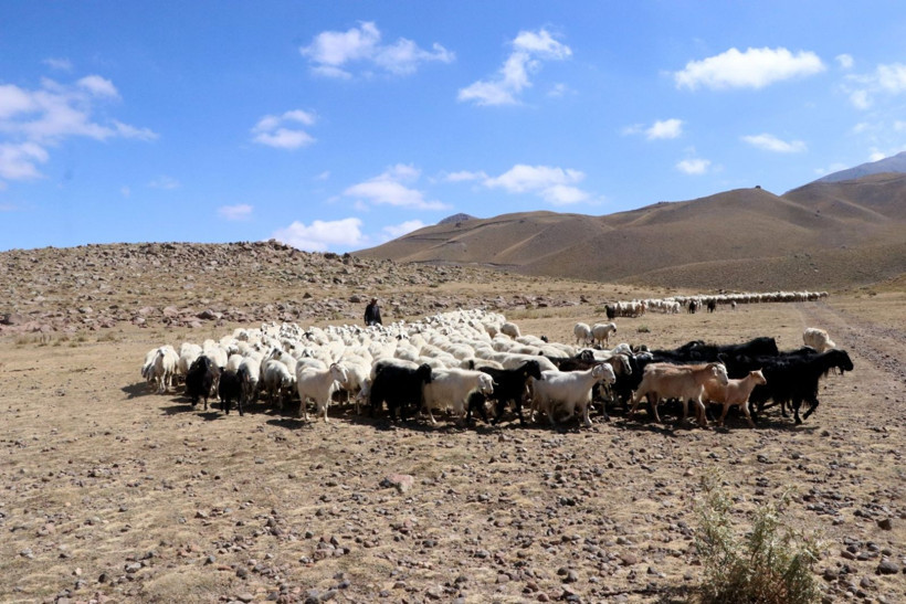 100 küçükbaşla başladı, 1000 başlık sürüye ulaştı - Resim: 4