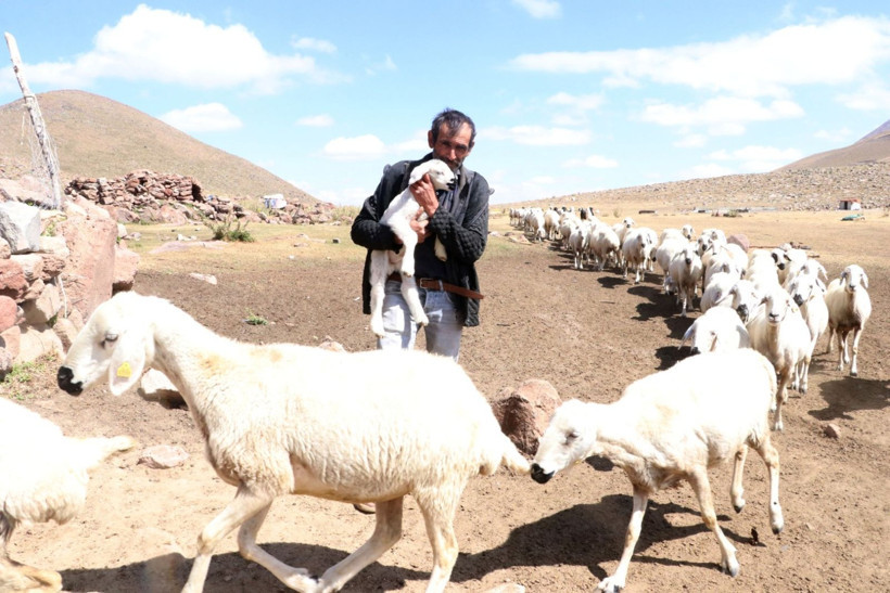 100 küçükbaşla başladı, 1000 başlık sürüye ulaştı - Resim: 8