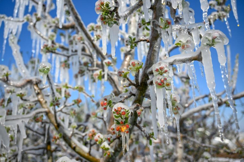 Tarlada milyonlarca dolarlık kayıp - Resim : 1