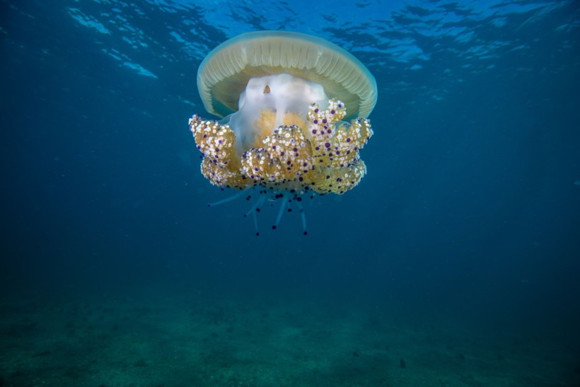 Marmara Denizi'nin filtresi artıyor: Bebek pinaların sayısı 10'a çıktı - Resim: 1