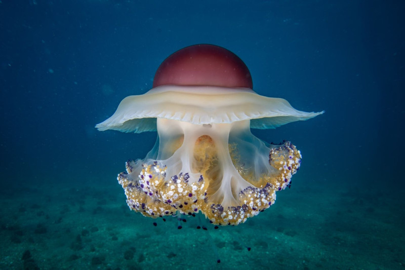 Marmara Denizi'nin filtresi artıyor: Bebek pinaların sayısı 10'a çıktı - Resim: 2