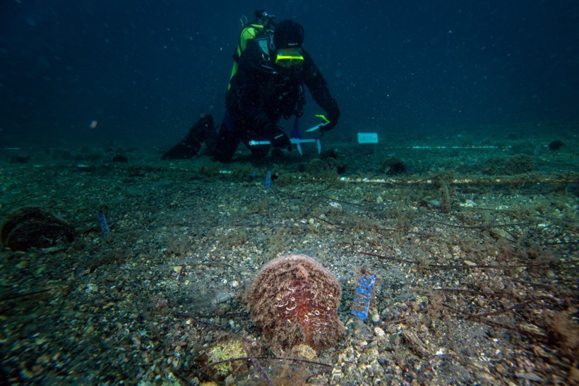 Marmara Denizi'nin filtresi artıyor: Bebek pinaların sayısı 10'a çıktı - Resim: 3