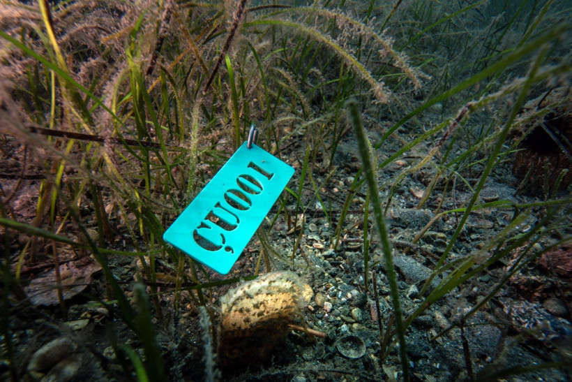Marmara Denizi'nin filtresi artıyor: Bebek pinaların sayısı 10'a çıktı - Resim: 5