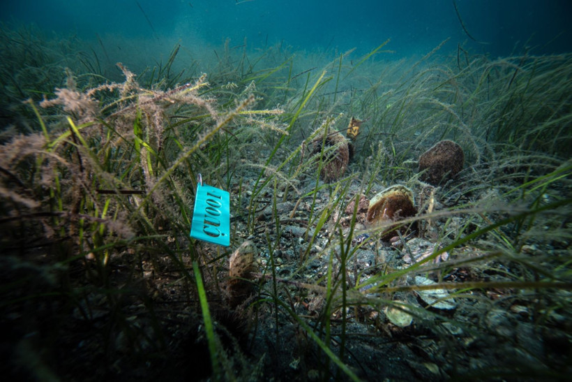 Marmara Denizi'nin filtresi artıyor: Bebek pinaların sayısı 10'a çıktı - Resim: 6