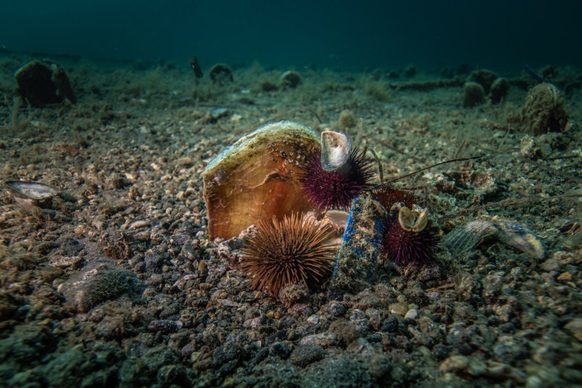 Marmara Denizi'nin filtresi artıyor: Bebek pinaların sayısı 10'a çıktı - Resim: 7