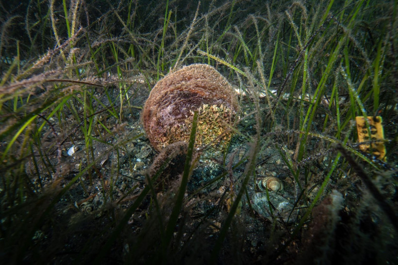 Marmara Denizi'nin filtresi artıyor: Bebek pinaların sayısı 10'a çıktı - Resim: 8
