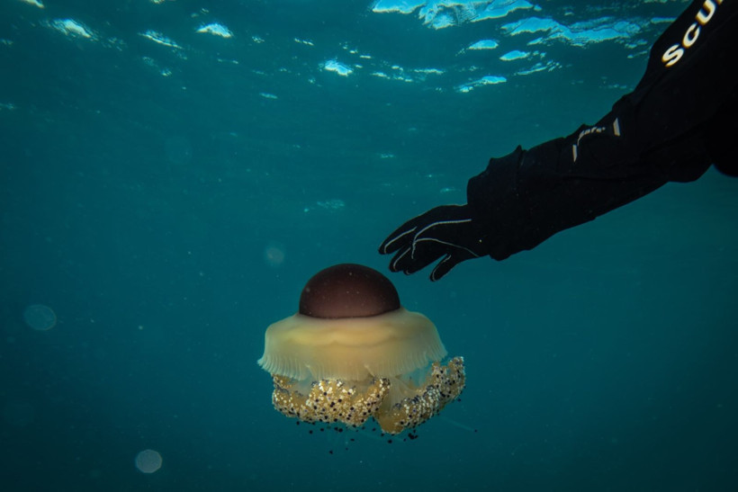 Marmara Denizi'nin filtresi artıyor: Bebek pinaların sayısı 10'a çıktı - Resim: 10