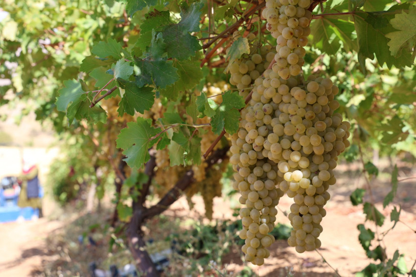 Bağbozumundan rekor çıktı: Salkımı neredeyse 5 kilo - Resim : 4