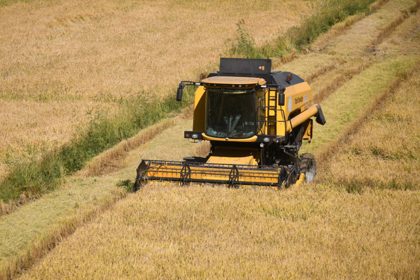 Pirinçte dev kayıp: Fiyatlara yansıyacak - Resim : 1