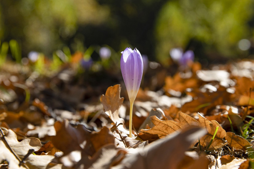 Tunceli'de kışın habercisi çiçekler açtı - Resim : 1