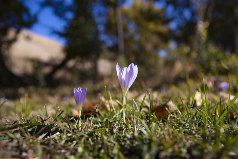 Tunceli'de kışın habercisi çiçekler açtı - Resim : 3