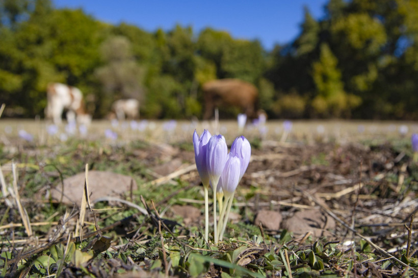 Tunceli'de kışın habercisi çiçekler açtı - Resim : 2