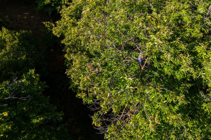 Sırıklarla kestane hasadı - Resim: 1