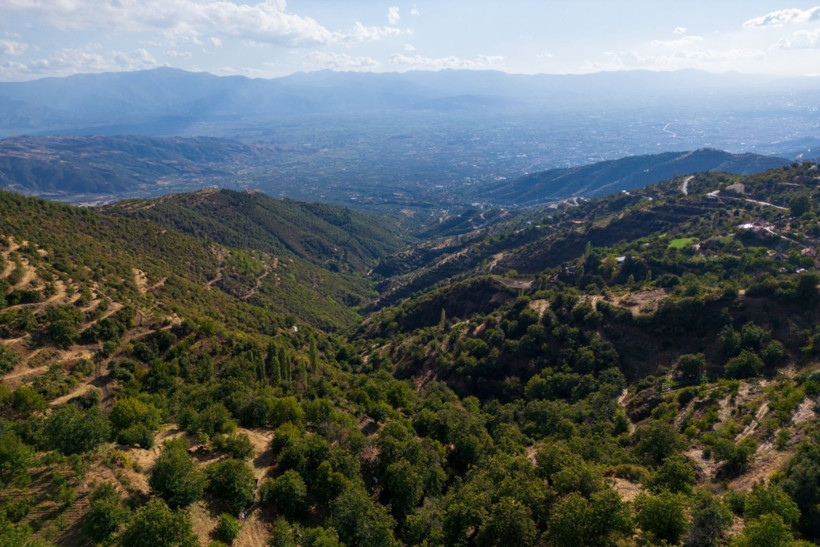 Sırıklarla kestane hasadı - Resim: 2