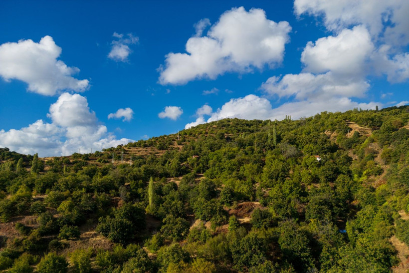 Sırıklarla kestane hasadı - Resim: 3