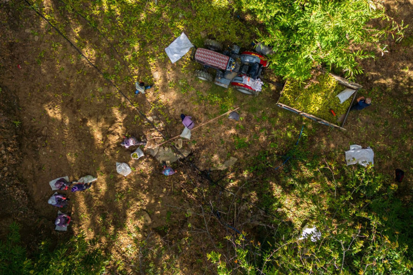 Sırıklarla kestane hasadı - Resim: 4