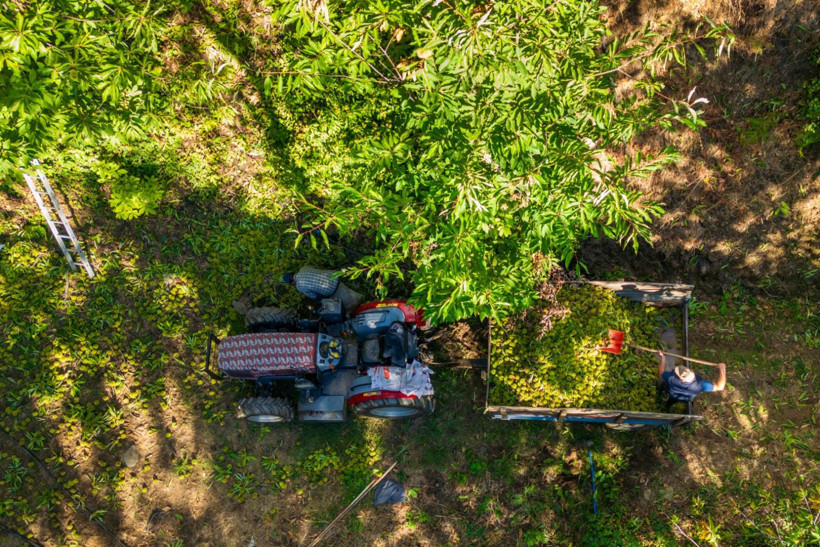 Sırıklarla kestane hasadı - Resim: 5