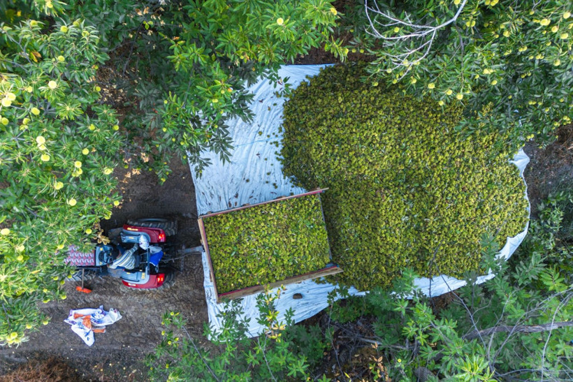 Sırıklarla kestane hasadı - Resim: 6