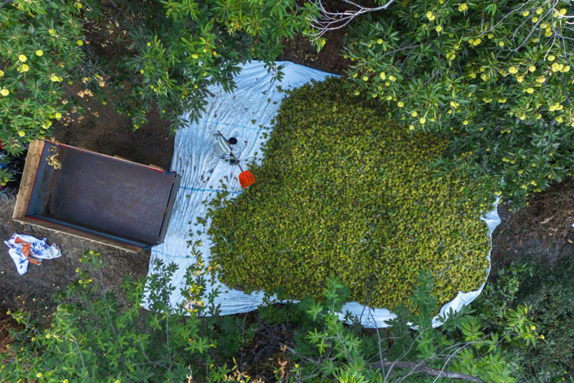 Sırıklarla kestane hasadı - Resim: 7