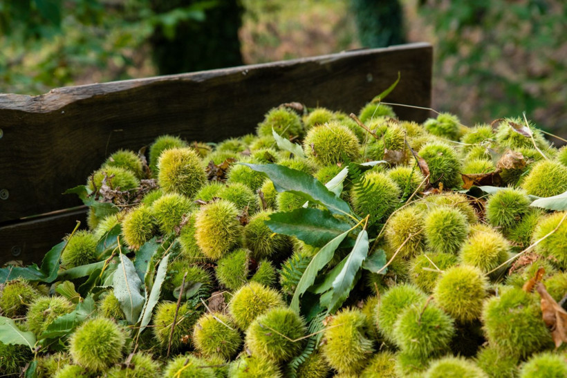 Sırıklarla kestane hasadı - Resim: 9